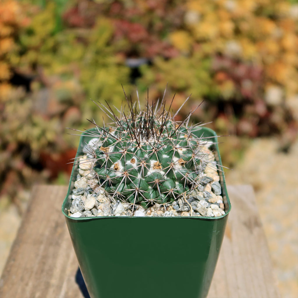 Mammillaria hertrichiana L086