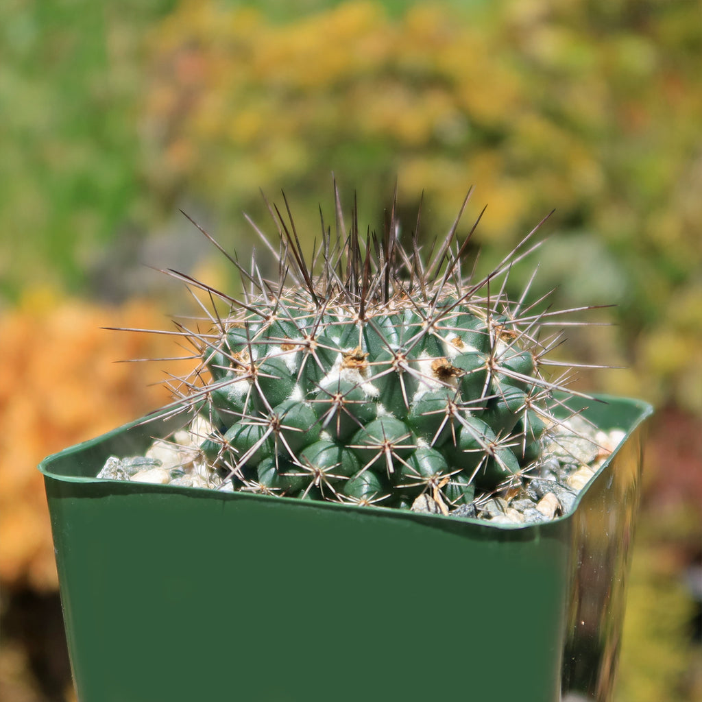 Mammillaria hertrichiana L086