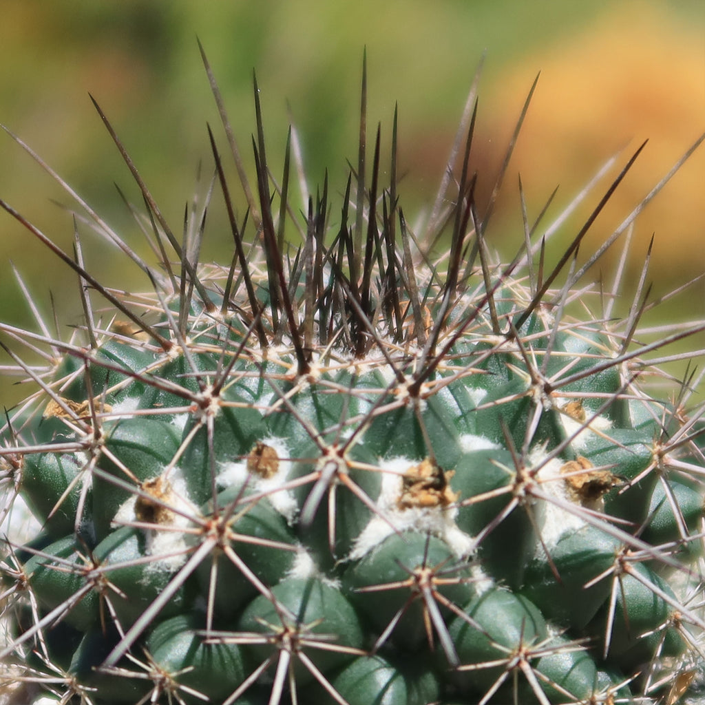 Mammillaria hertrichiana L086