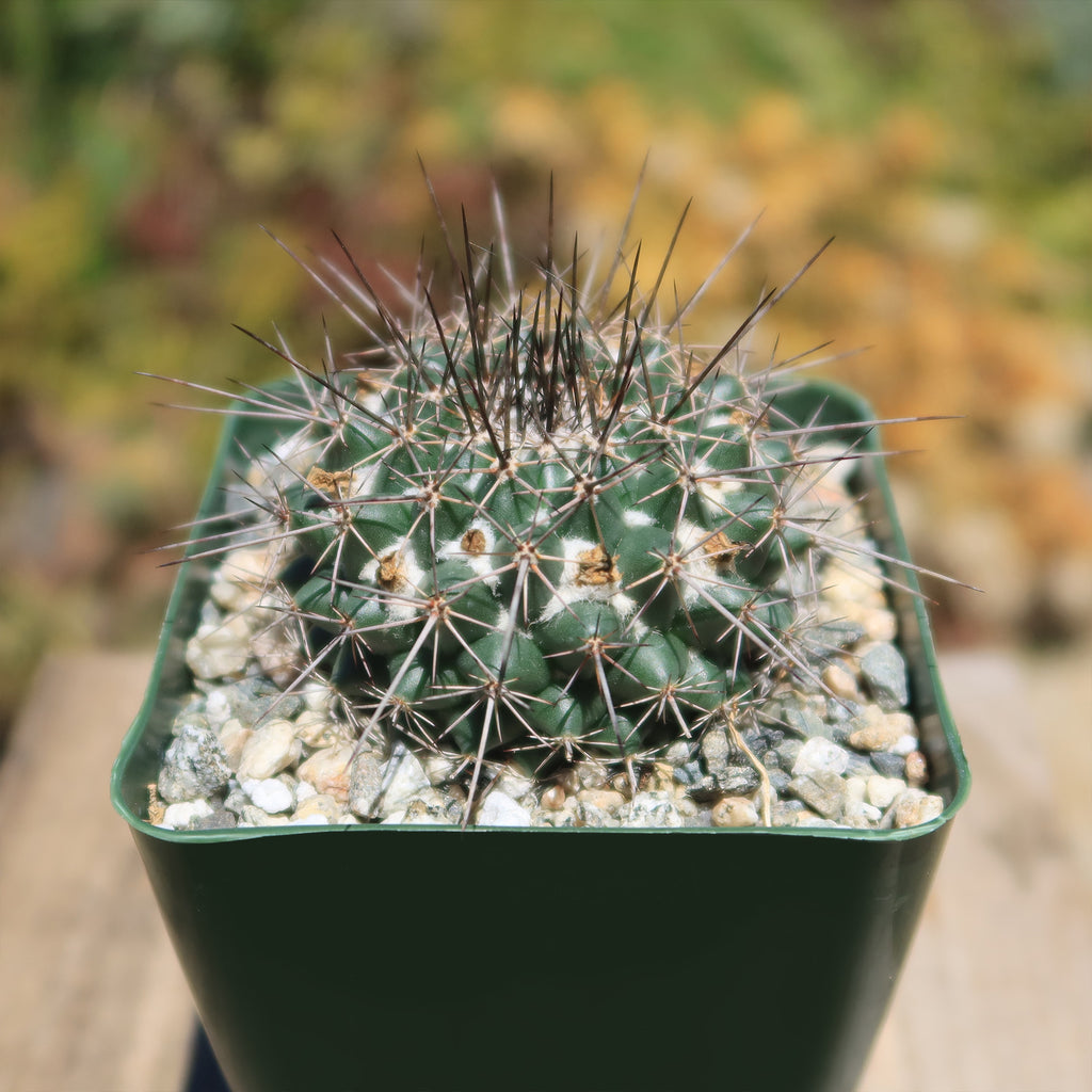 Mammillaria hertrichiana L086