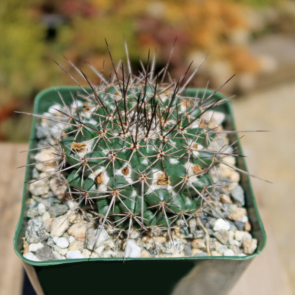 Mammillaria hertrichiana L086