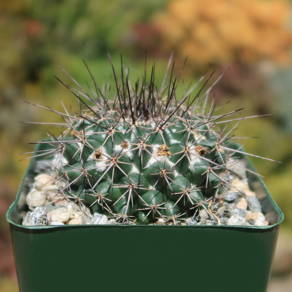 Mammillaria hertrichiana L086