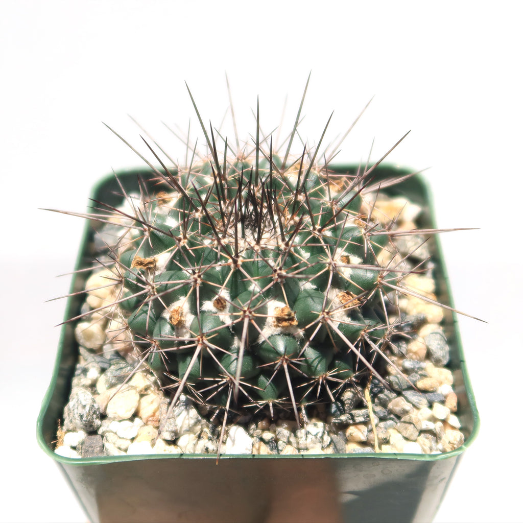 Mammillaria hertrichiana L086