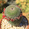 Mammillaria huitzilopohctli