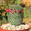 Mammillaria huitzilopohctli