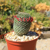 Mammillaria huitzilopohctli