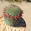 Mammillaria huitzilopohctli