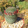 Mammillaria huitzilopohctli