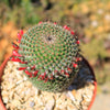 Mammillaria huitzilopohctli