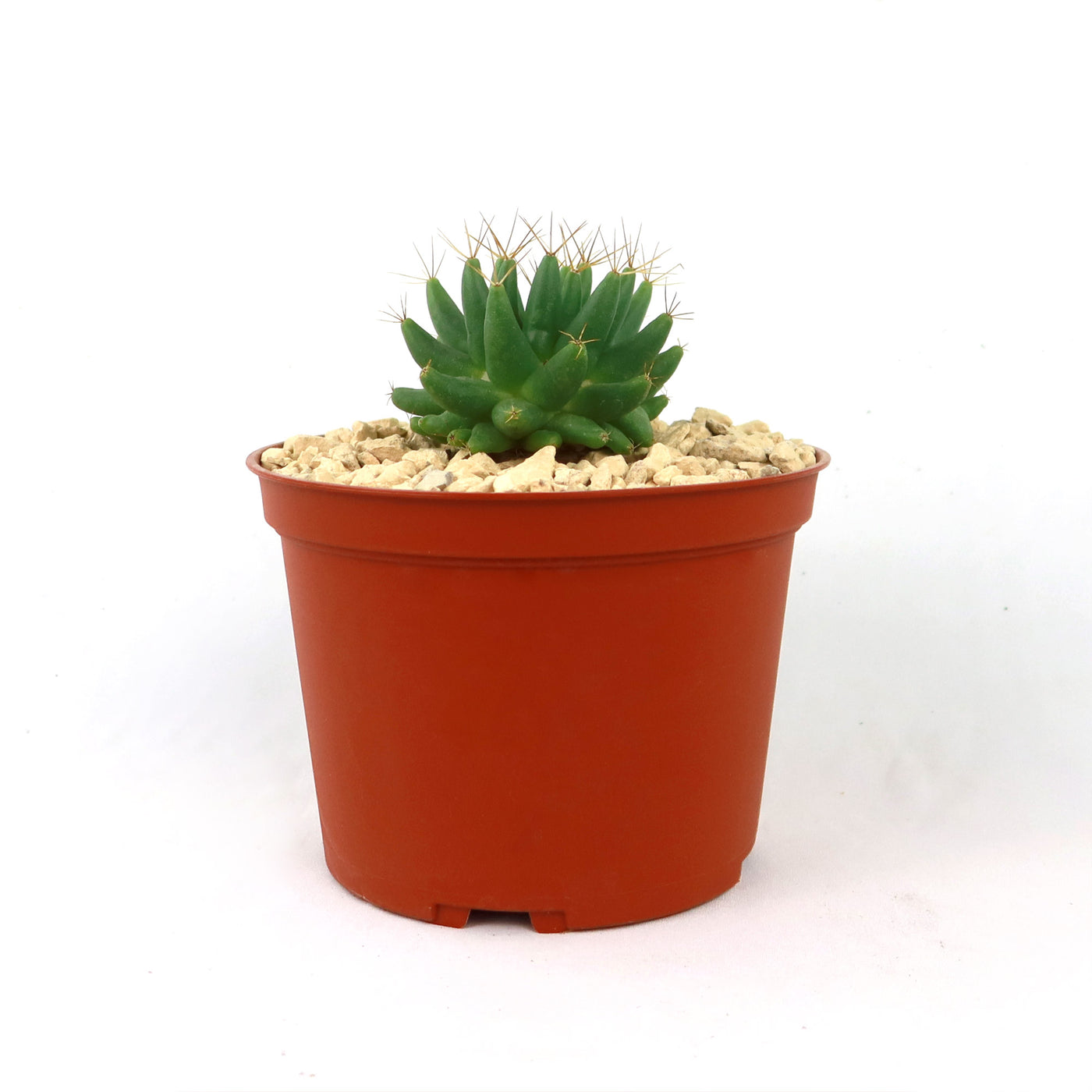 Mammillaria longimamma