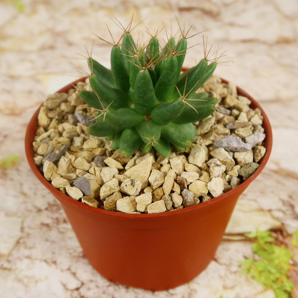 Mammillaria longimamma
