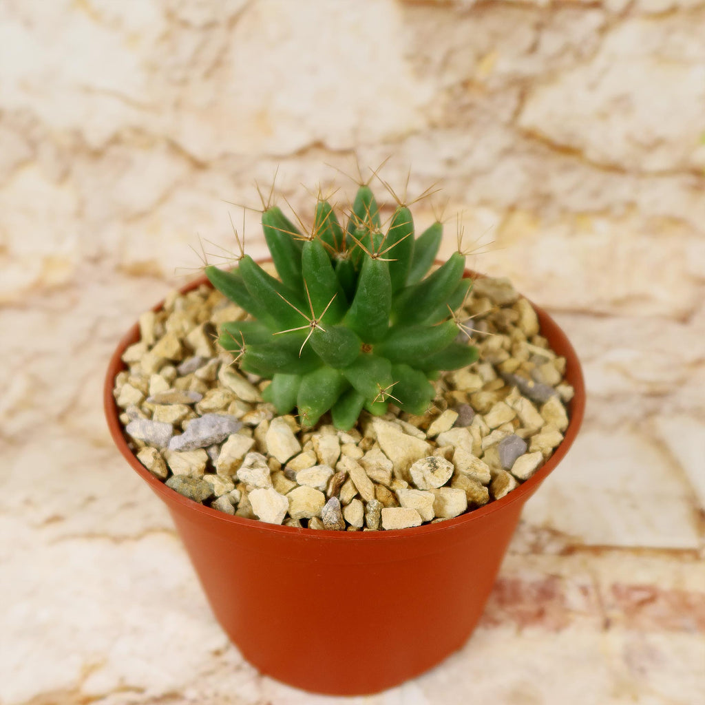 Mammillaria longimamma