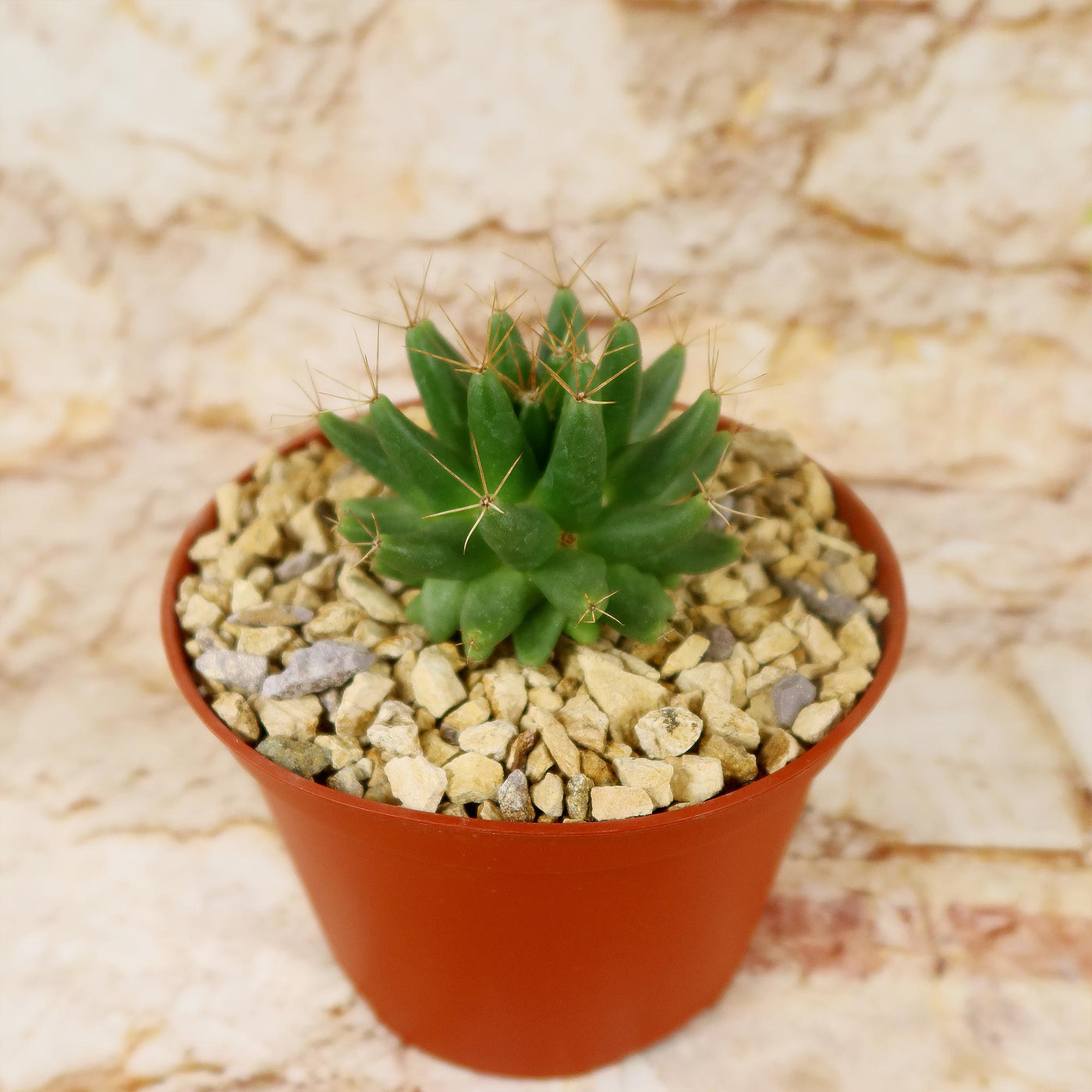 Mammillaria longimamma