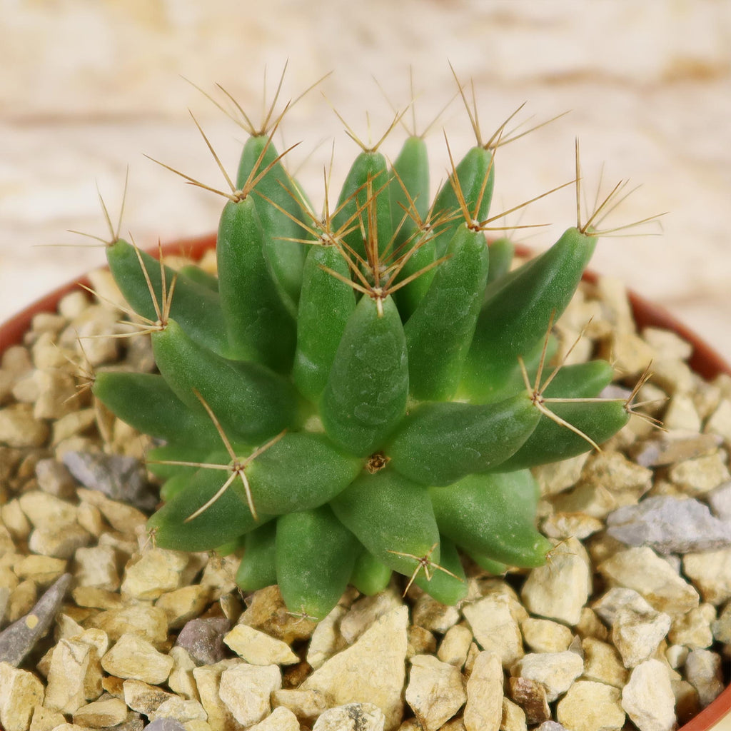 Mammillaria longimamma