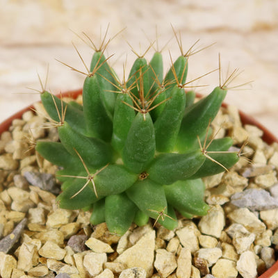 Mammillaria longimamma