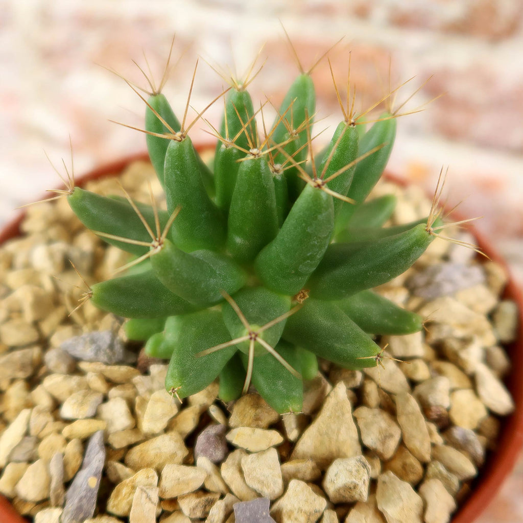 Mammillaria longimamma