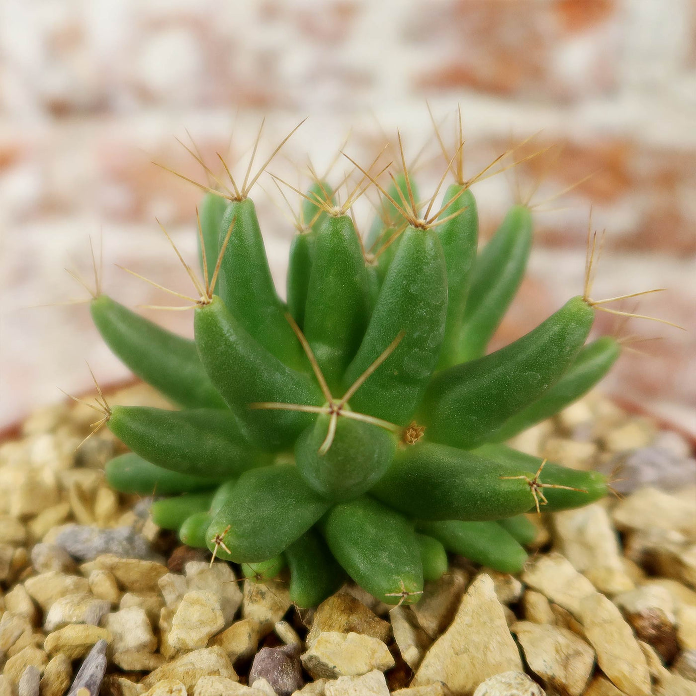 Mammillaria longimamma