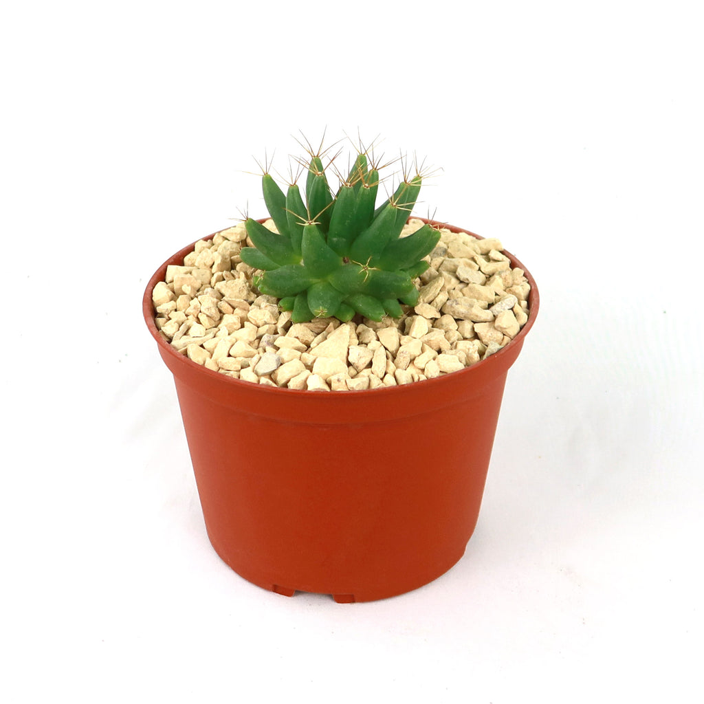 Mammillaria longimamma