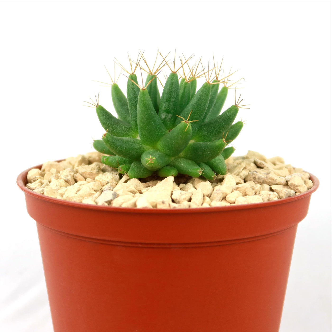 Mammillaria longimamma