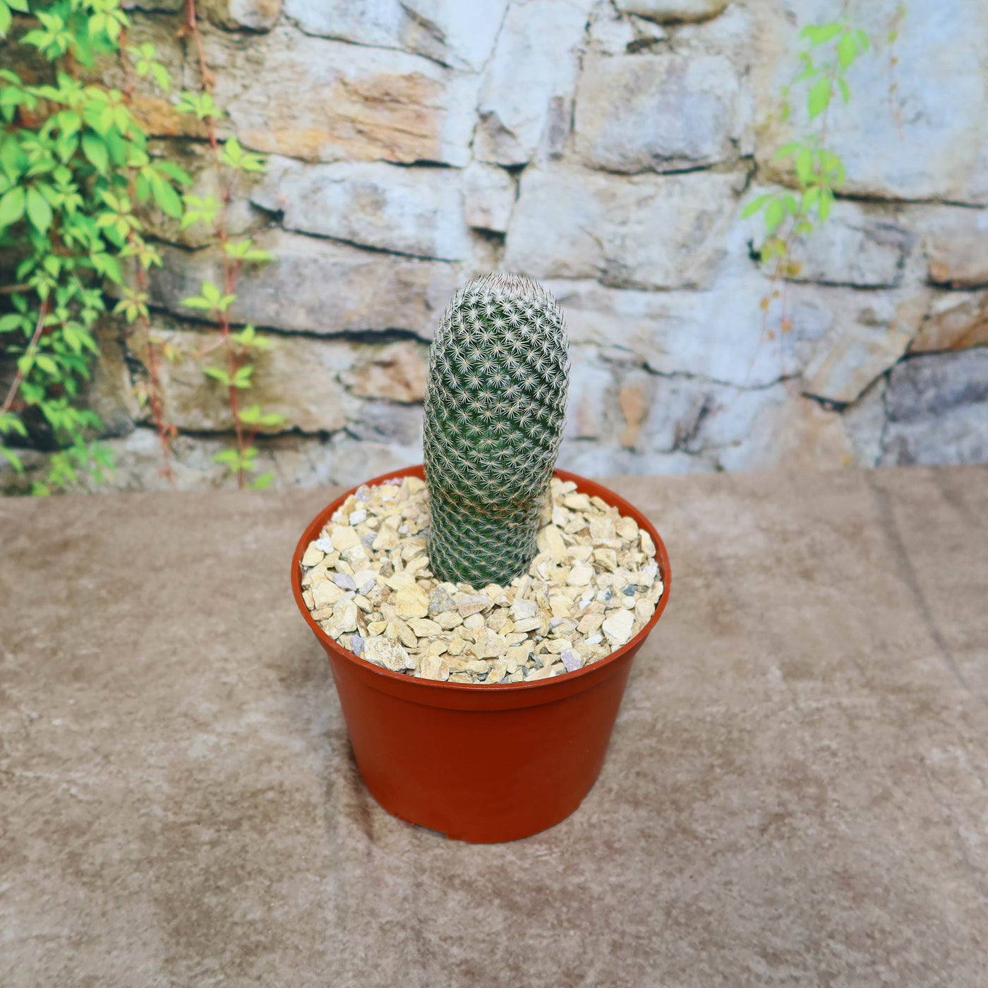 Mammillaria matudae – Planet Desert