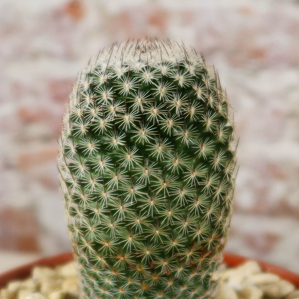Mammillaria matudae