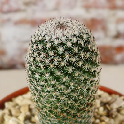 Mammillaria matudae
