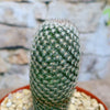 Mammillaria matudae