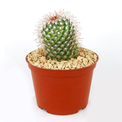 Mammillaria moelleriana