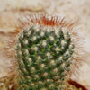 Mammillaria moelleriana