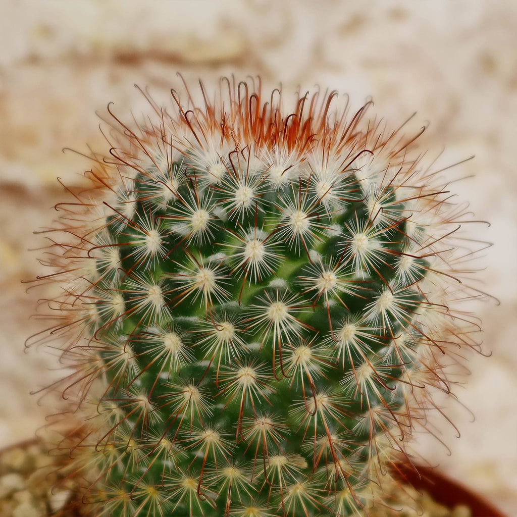 Mammillaria moelleriana