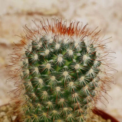 Mammillaria moelleriana