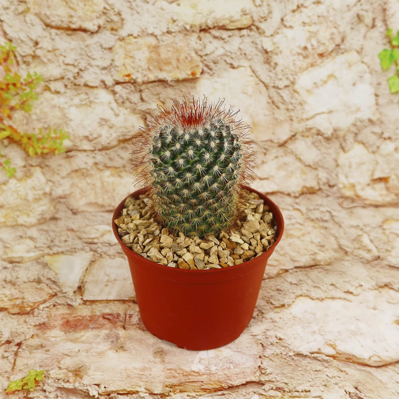 Mammillaria moelleriana