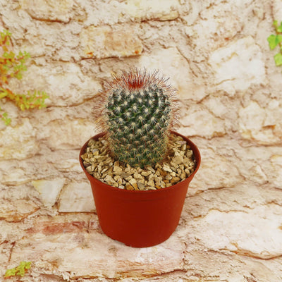 Mammillaria moelleriana