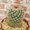 Mammillaria moelleriana