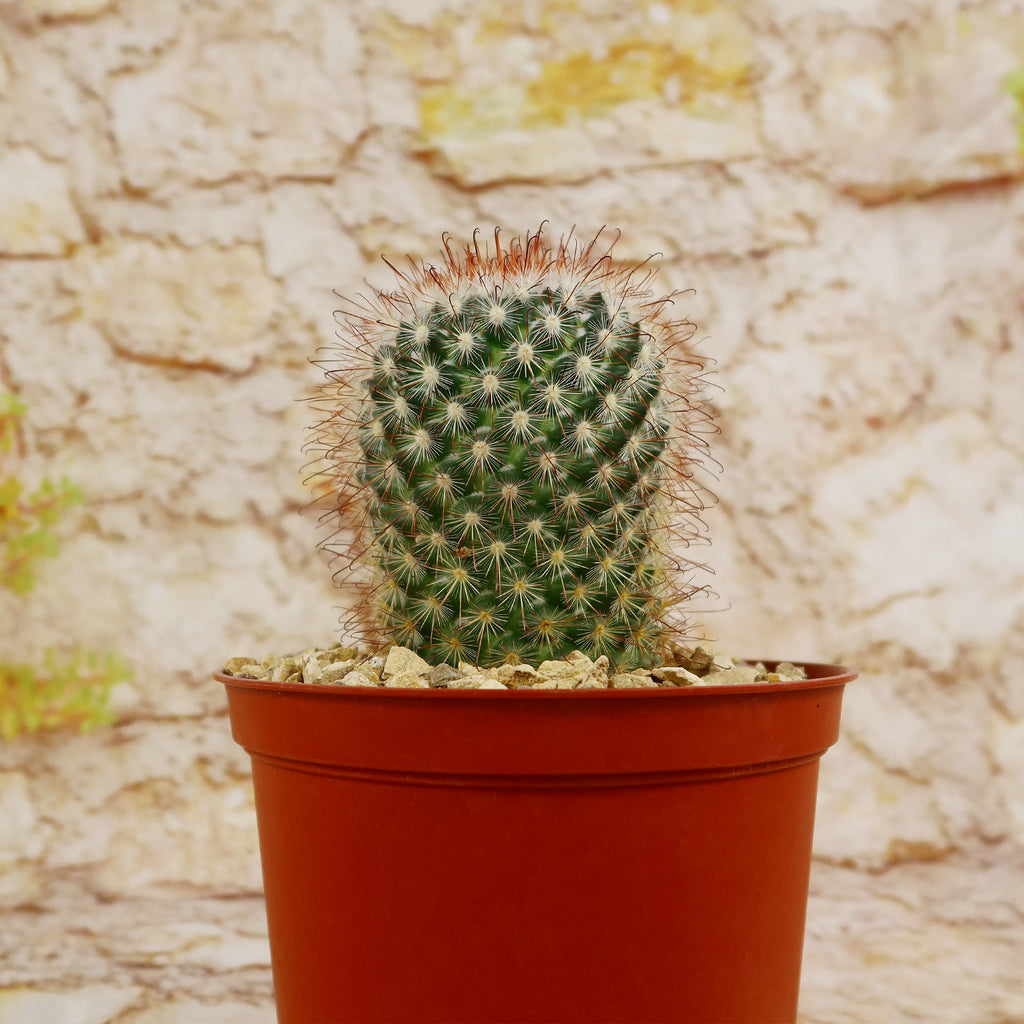 Mammillaria moelleriana