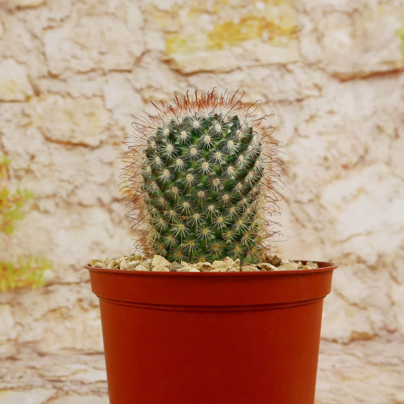 Mammillaria moelleriana