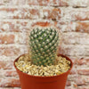 Mammillaria moelleriana
