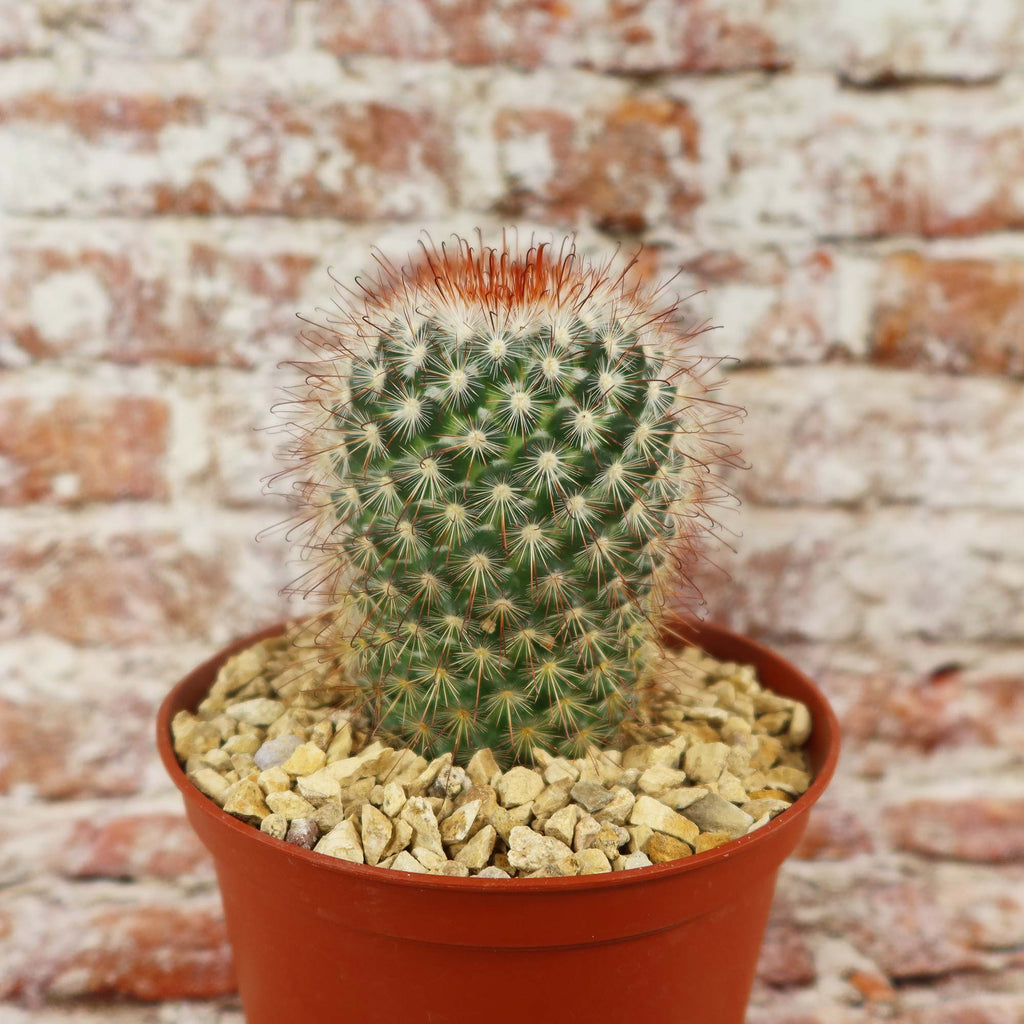 Mammillaria moelleriana