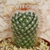 Mammillaria moelleriana