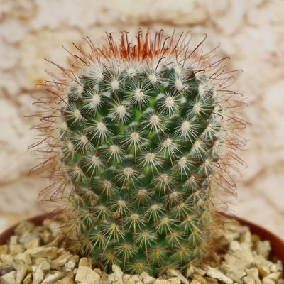 Mammillaria moelleriana