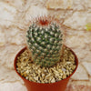 Mammillaria moelleriana