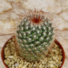 Mammillaria moelleriana