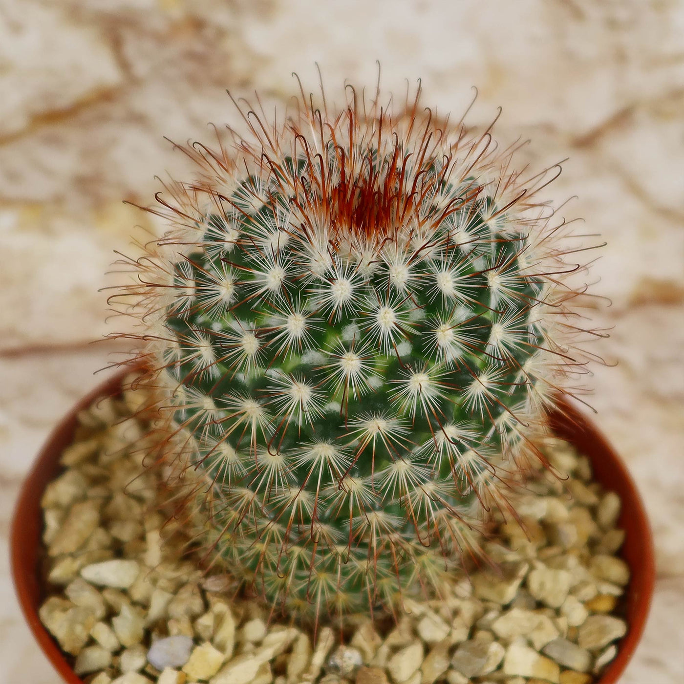 Mammillaria moelleriana