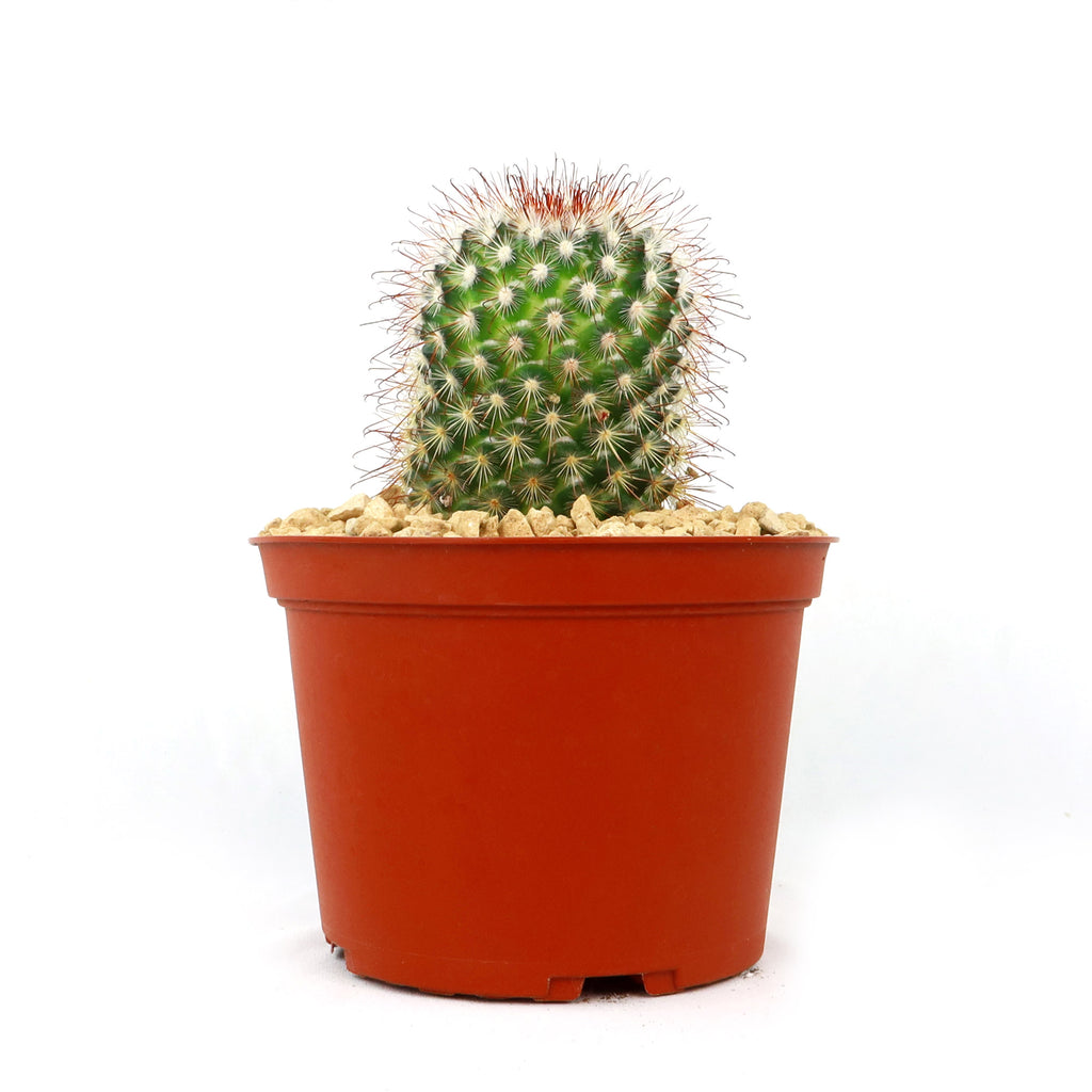 Mammillaria moelleriana