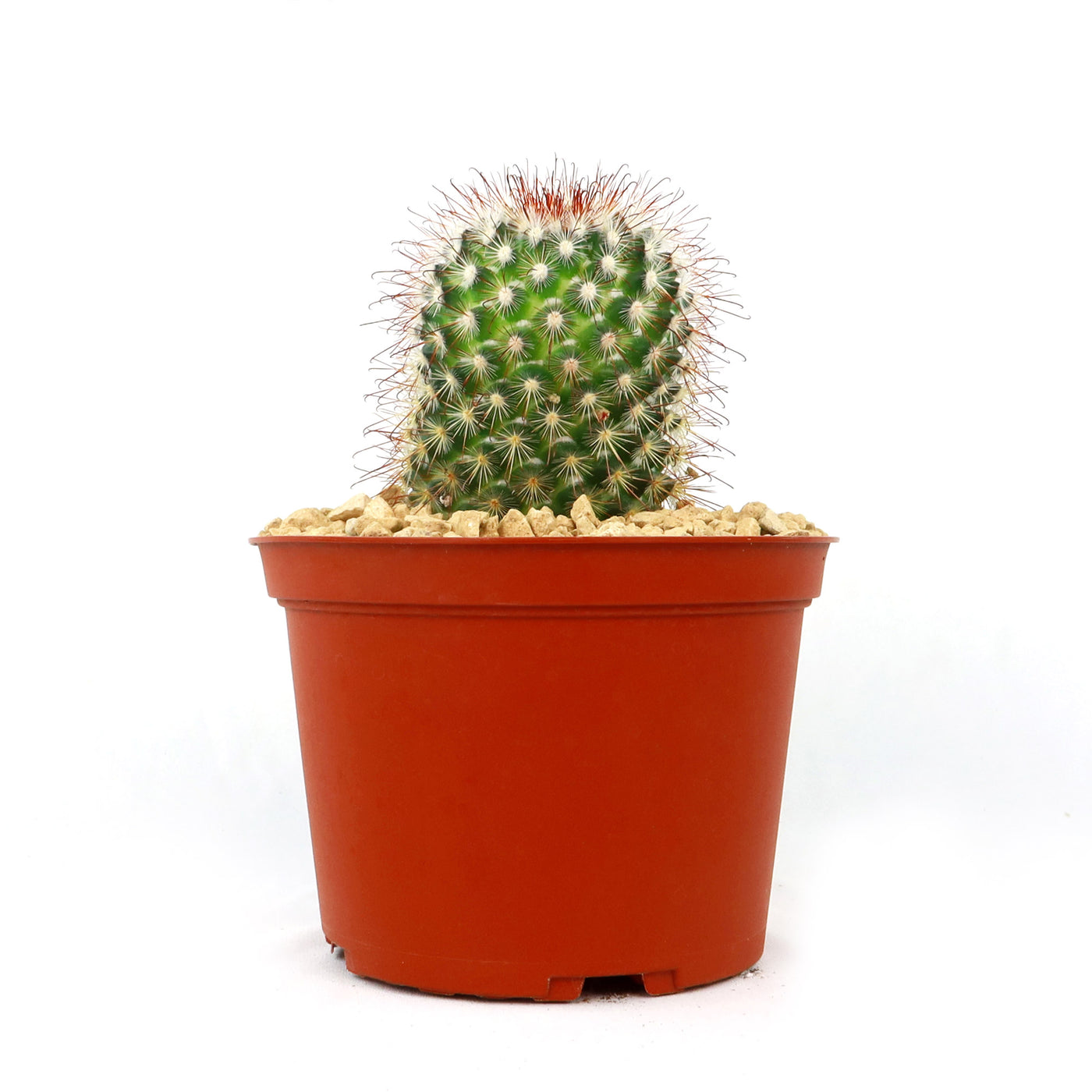 Mammillaria moelleriana