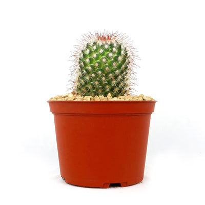 Mammillaria moelleriana