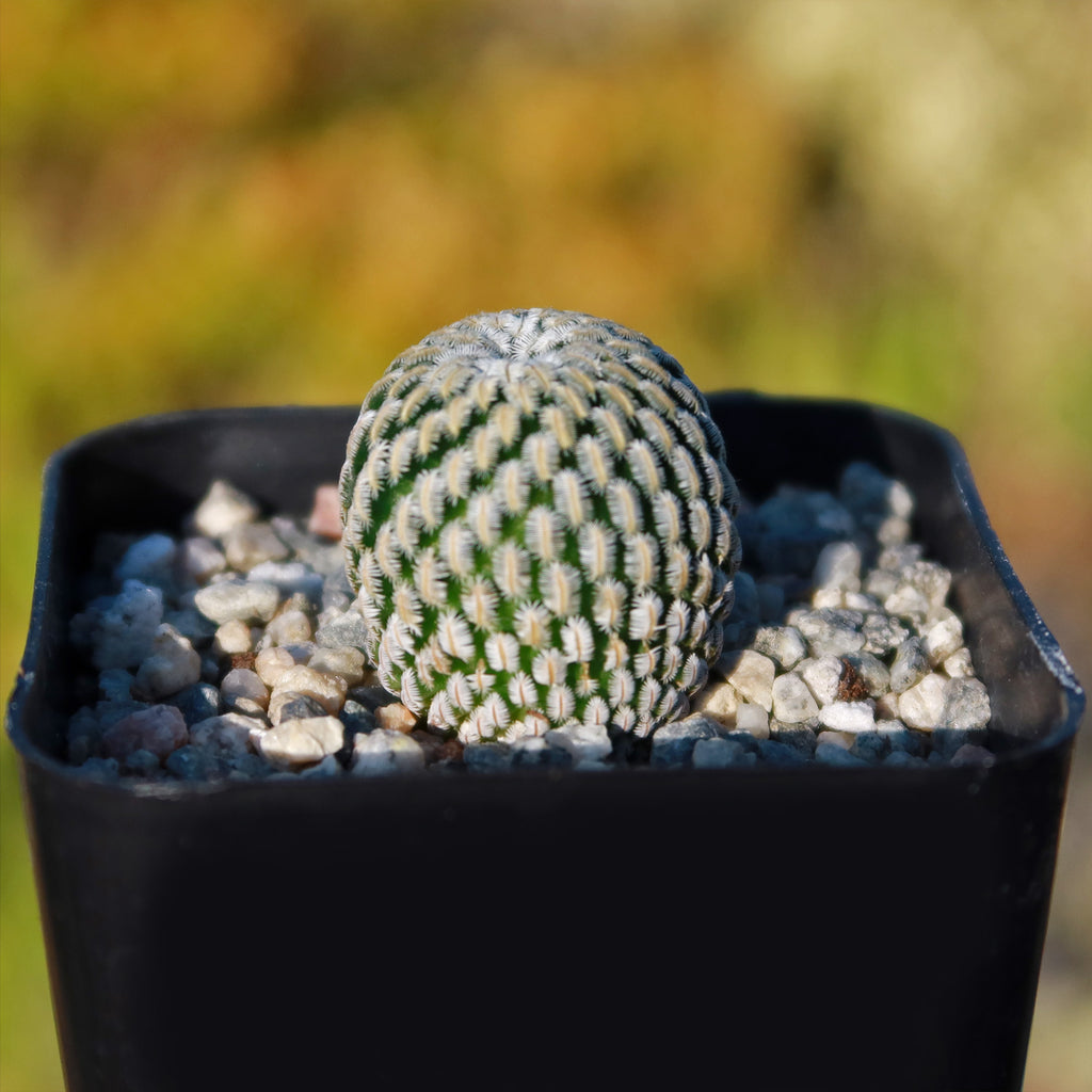 Mammillaria Pectinifera