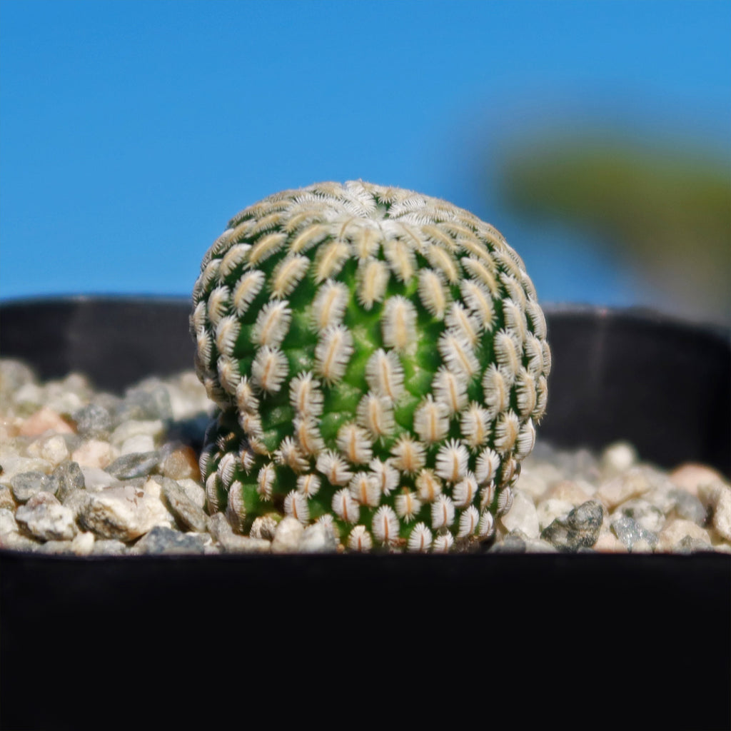 Mammillaria Pectinifera
