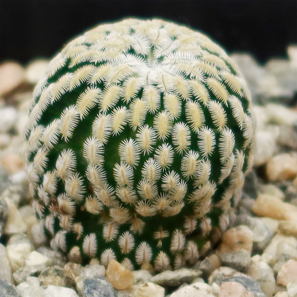 Mammillaria Pectinifera