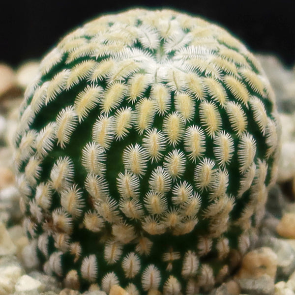 Mammillaria pectinifera - Order Online
